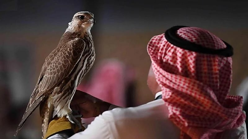 الطاروح محمد العنزي يروي قصته مع طرح الصقور لمدة 30عامًا