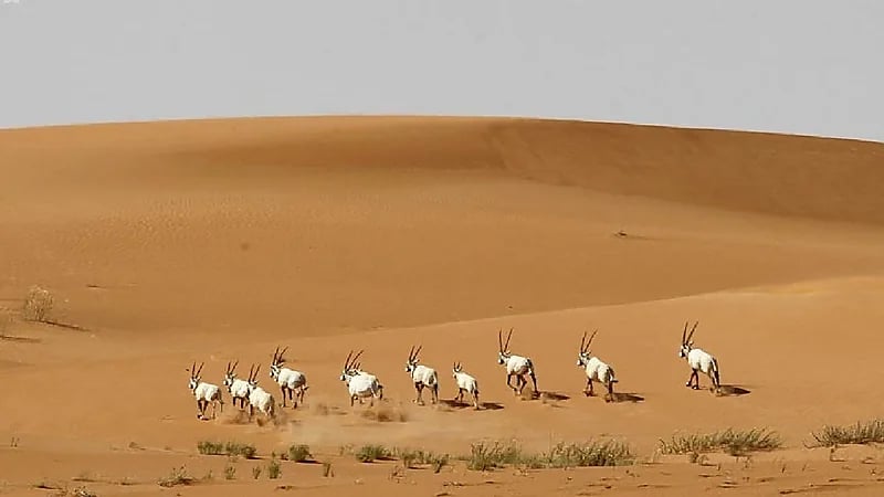 إطلاق 170 كائناً فطرياً بمحمية الملك سلمان الملكية