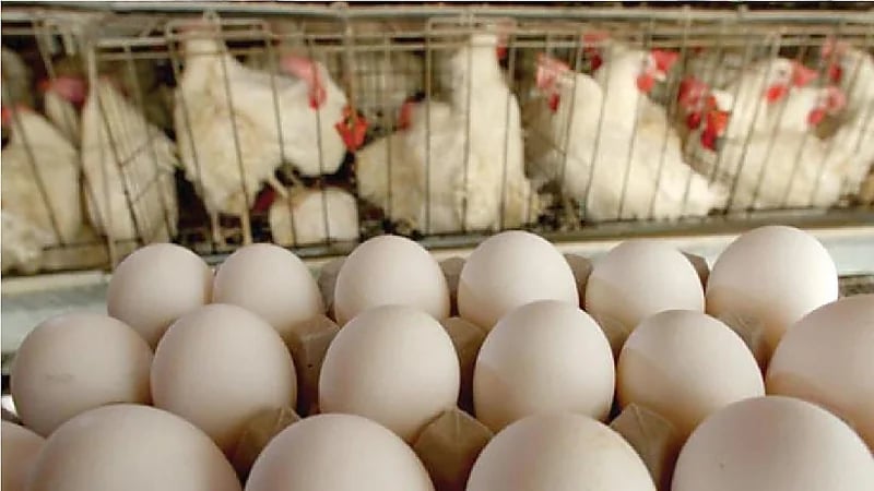 الغذاء والدواء تقرر رفع الحظر المؤقت على استيراد لحوم الدواجن والبيض من الدنمارك