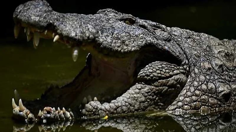 نجاة شاب من الموت بعد مصارعة مع تمساح 