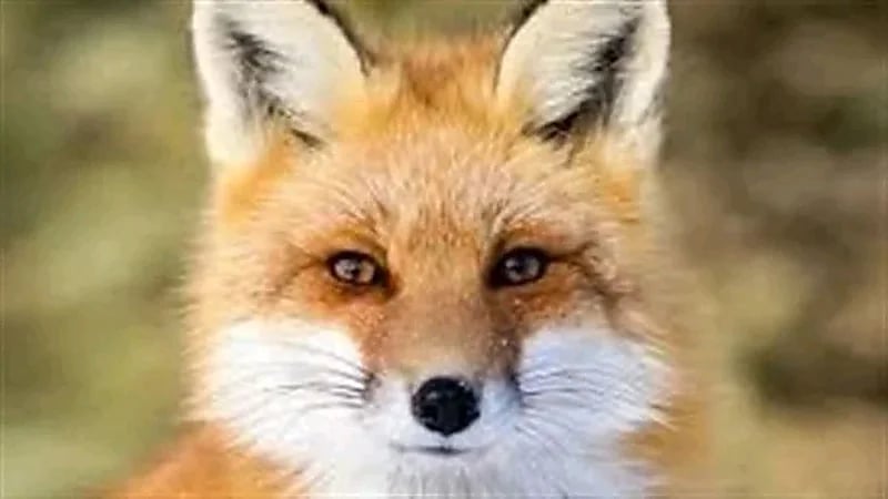 ثعلب يقتحم منزل عائلة بريطانية بشكل صادم