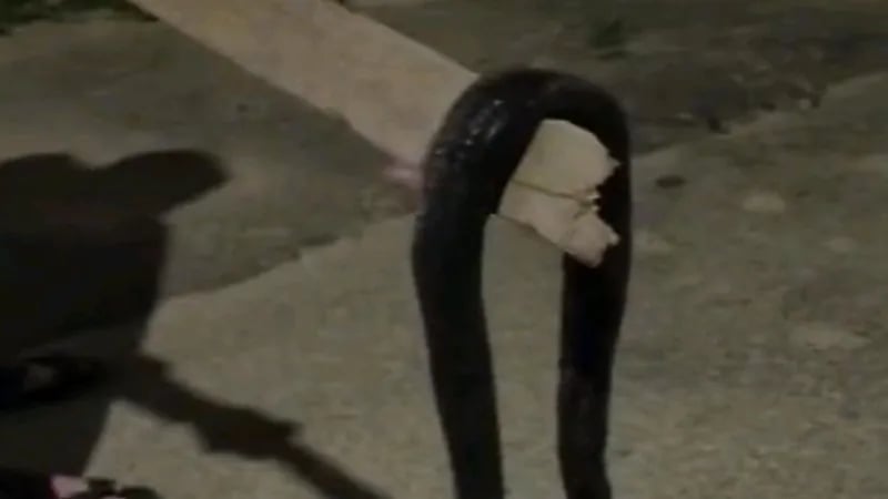 ثعبان ضخم يباغت منزل مواطن  بعرعر "فيديو"