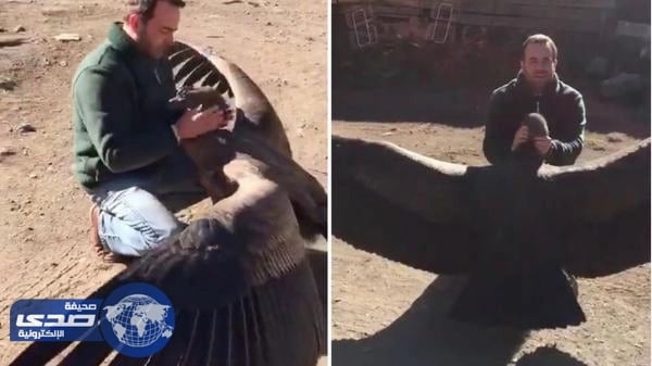 بالفيديو.. صداقة حميمية بين نسر ورجل أنقذه من الموت