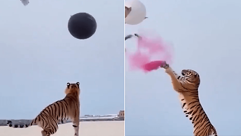 بالفيديو.. زوجان يستعينان بنمر للكشف عن مولودهما