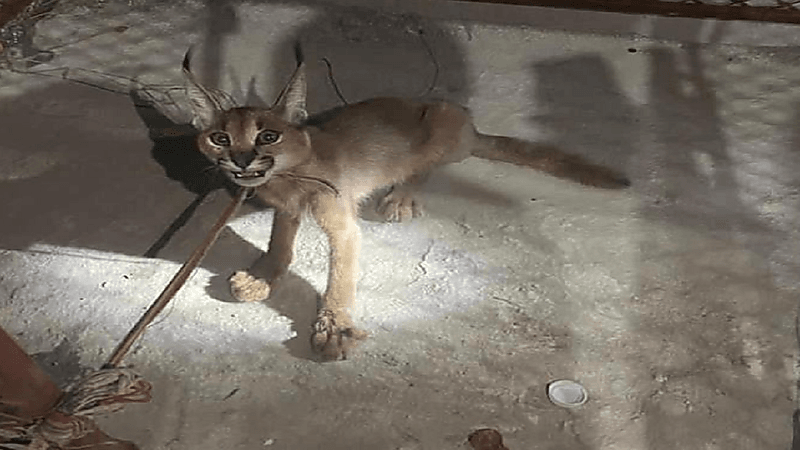 بالفيديو.. مواطن يعثر على حيوان "الوشق" مصاباً بكسر في قدمه