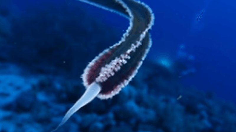 بالفيديو.. ظهور كائن حي غريب في البحر الأحمر يثير رعب الغواصين