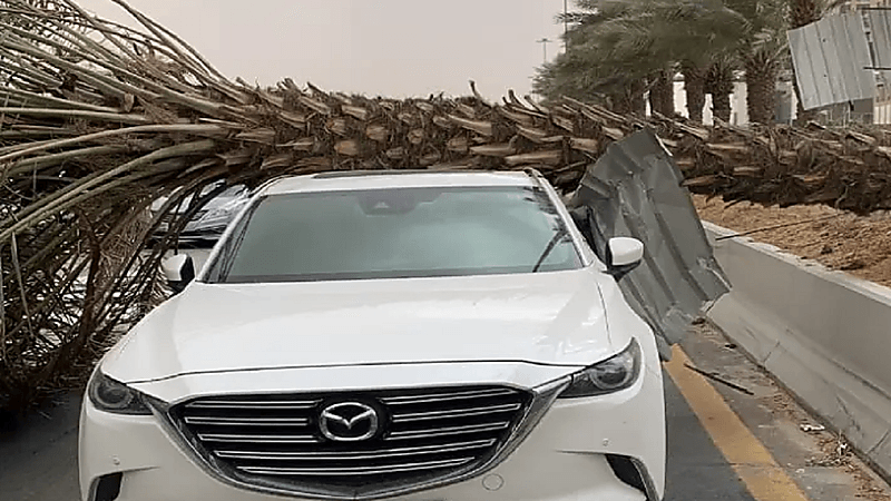 عاصفة ترابية تُسقط نخلة فوق سيارة مواطن بالرياض