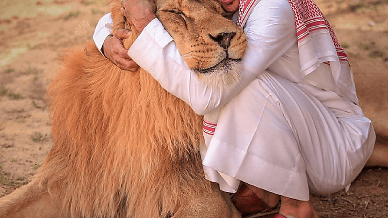 السجن 10 سنوات وغرامة بالملايين لمن يربي الحيوانات المفترسة
