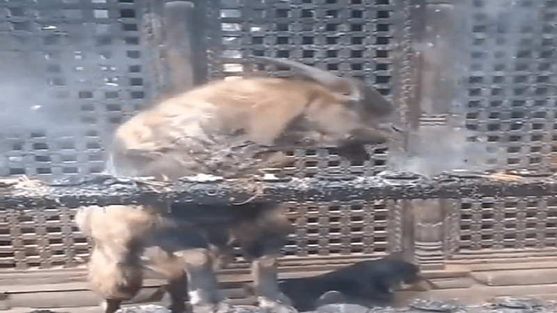 بالفيديو.. ماعز يستنشق الدخان وكأنه مدمن