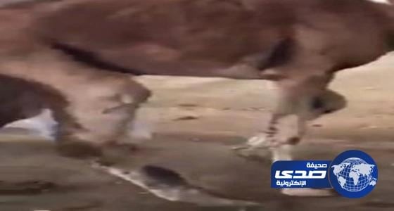 بالفيديو.. حاشي هزيل ومصاب بورم في أحد مسالخ ينبع