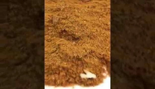 بالفيديو.. مواطن يوثق صراصير في بهارات أحد المطاعم في جدة