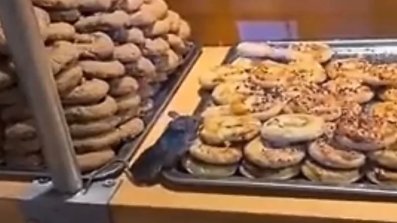 شاهد .. فأر صغير يتذوق الكعكات داخل متجر لبيع الحلويات