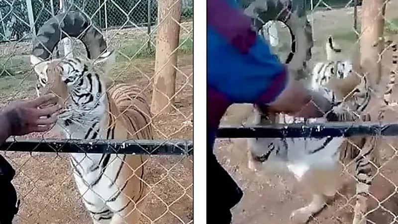 شاهد.. نمر ينهي حياة حارس حديقة حيوان بعد عضة غادرة 