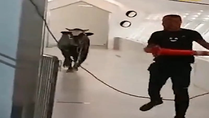 شاهد.. اقتحام ثور لمقر أحد البنوك الإسرائيلية