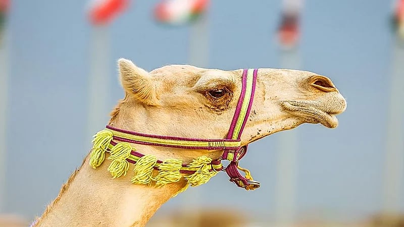 بالفيديو .. متحدث مهرجان ولي العهد للهجن: قيم المطايا أصبحت مليونية