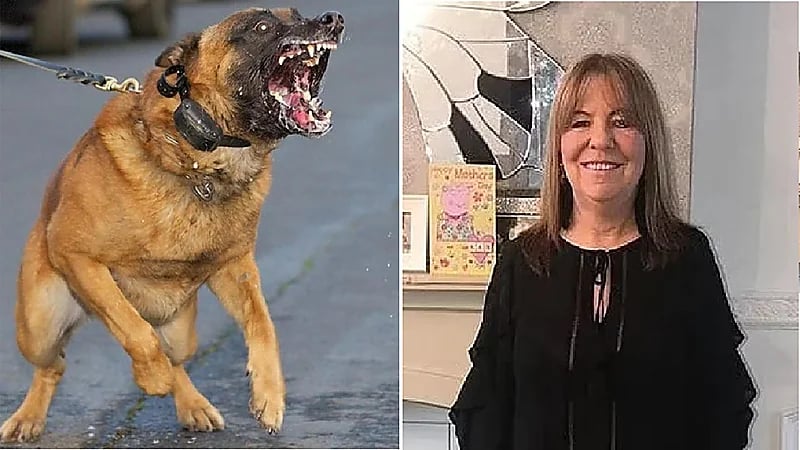 كلاب تفاجئ مسنة أمام منزلها وتنهش جسدها حتى الموت