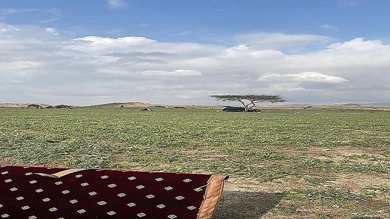 شاهد .. الخضرة تكسو جنوب مكة ويقصده السياح والمتنزهين