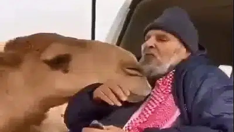 شاهد.. كيف استقبلت ناقة صاحبها بعد غيابه عنها بسبب مرضه