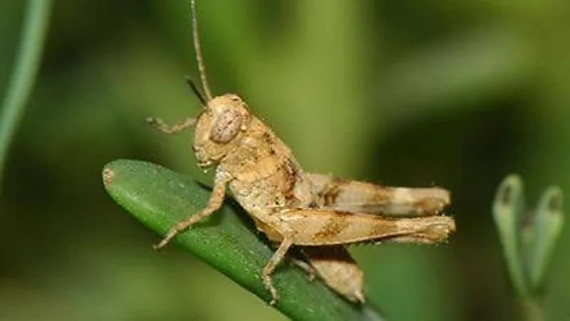 وقاء يحسم الجدل بشأن تسبب الجراد النطاط في أضرار على المحاصيل بمكة 