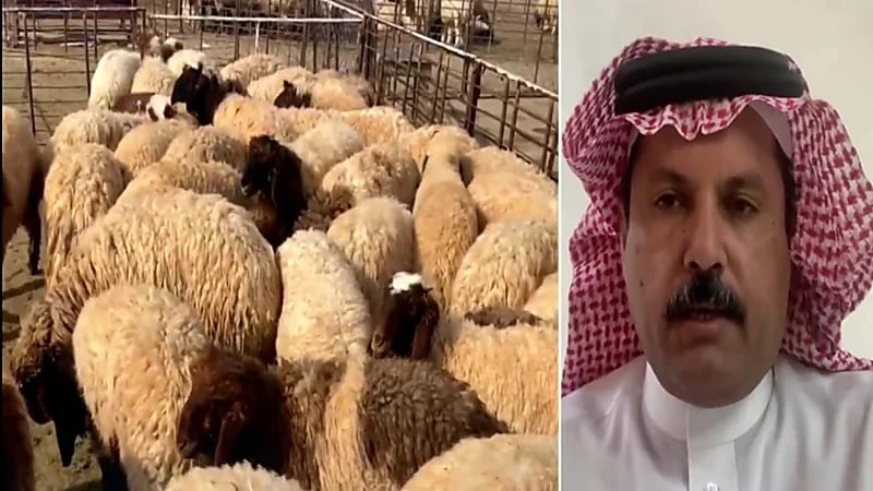 الهفتا : أسعار الأعلاف الخضراء ارتفعت 200% تقريباً بعد منع زراعتها (فيديو)