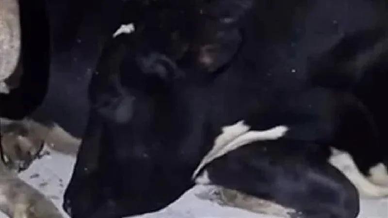 شاهد.. بقرة تتظاهر بالنوم لعدم رغبتها في حلبها