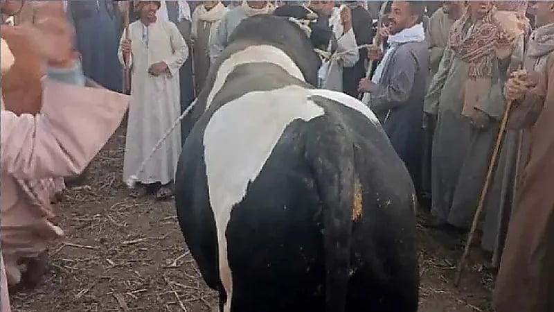 بيع أضخم ثور في مصر بثمن خرافي