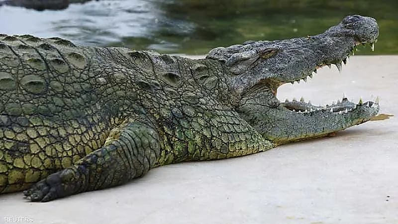 غواص ينجو بأعجوبة من فكي تمساح