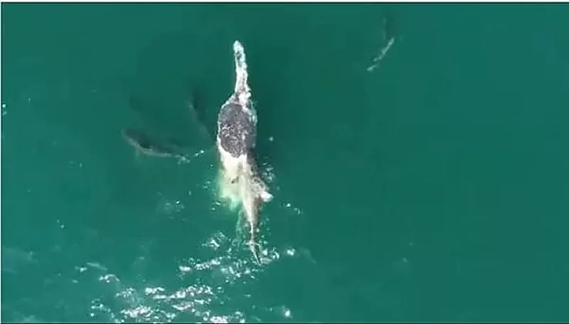 زعنفة قرش مزيفة تثير مخاوف تلاميذ برحلة مدرسية