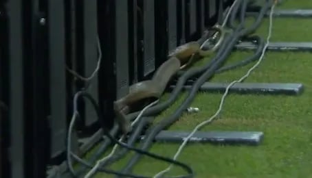 ثعبان يقتحم ملعب مباراة في بنجلاديش .. فيديو