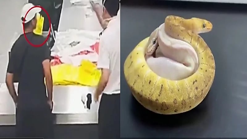 القبض على مسافر خبأ 14 ثعباناً في جيوبه.. فيديو