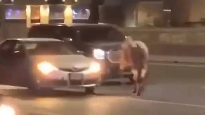 ثور هائج يُعطل الحركة المرورية بالطائف‬⁩ .. فيديو