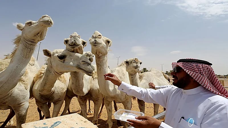 البيئة تٌمهل ملاك الإبل 5 أشهر لتسجيلها إلكترونيًا