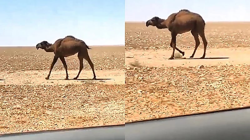 مشهد نادر لبعير برقبة قصيرة .. فيديو