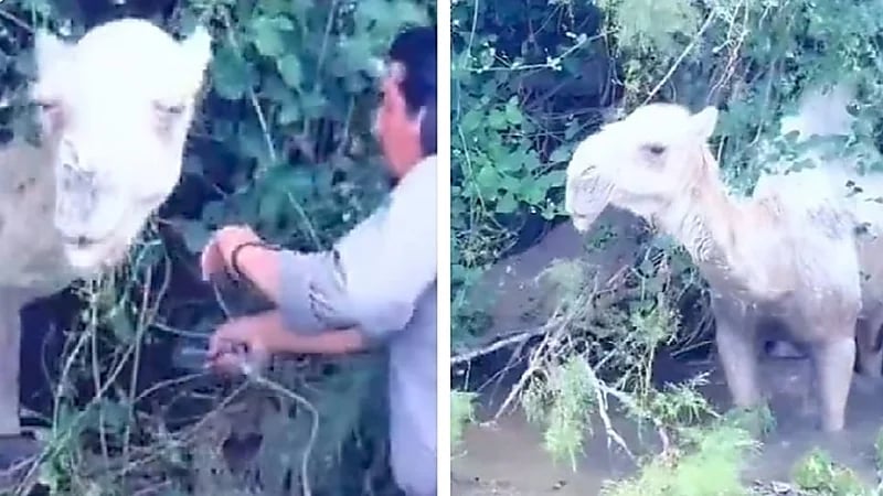 رحالة ينقذ بعير من الغرق في إحدى الأودية .. فيديو