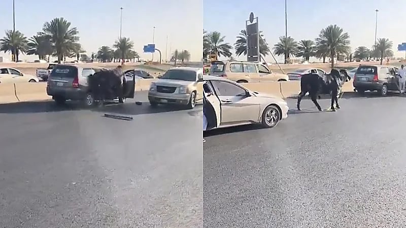 ثور هارب يطارد المارة والسيارت على الطريق بالرياض .. فيديو