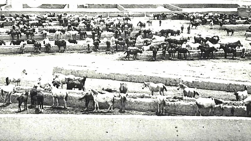 صورة تاريخية نادرة لاسطبل الخيل العربية الخاصة بالملك سعود قبل 67 عامًا