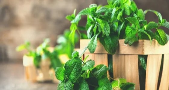 استشاري: النعناع مفيد للقولون العصبي وعسر الهضم الوظيفي