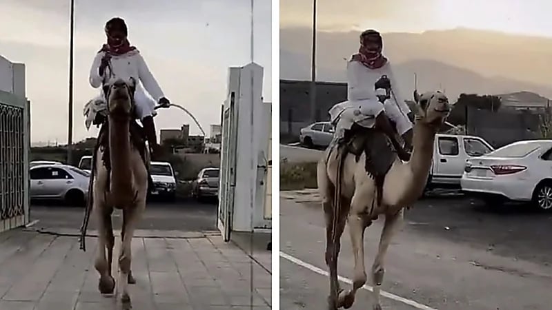 طالب يلفت الأنظار بحضوره إلى المدرسة على ناقة احتفالًا بيوم التأسيس .. فيديو