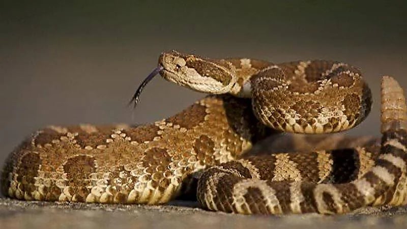 إخراج أفعى سامة من حمام نسائي بأحد الفنادق