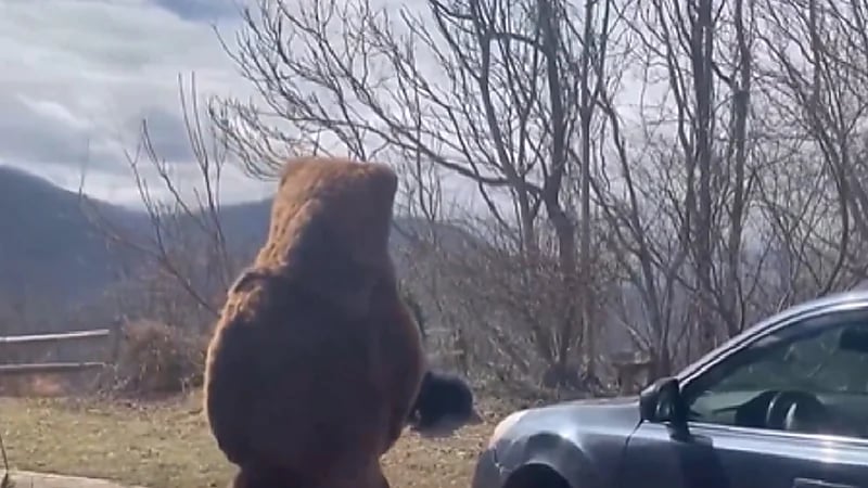 رجل يتنكر في زي دب ليطرد دباً حقيقياً من فناء منزله .. فيديو