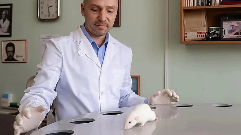 تأثير المضادات الحيوية على القدرات المعرفية