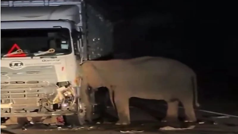 أنثى فيل تهاجم شاحنة بعد مقتل صغيرها.. فيديو