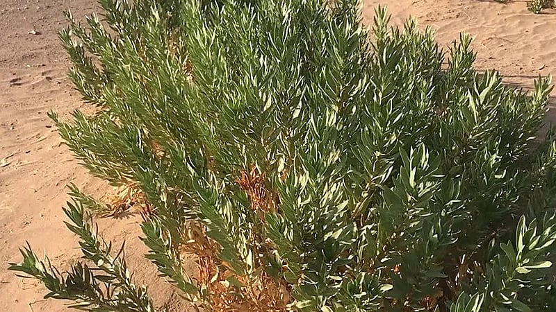 دراسة: استخدام نبات الحرمل في الجزيرة العربية قبل 2700 عام