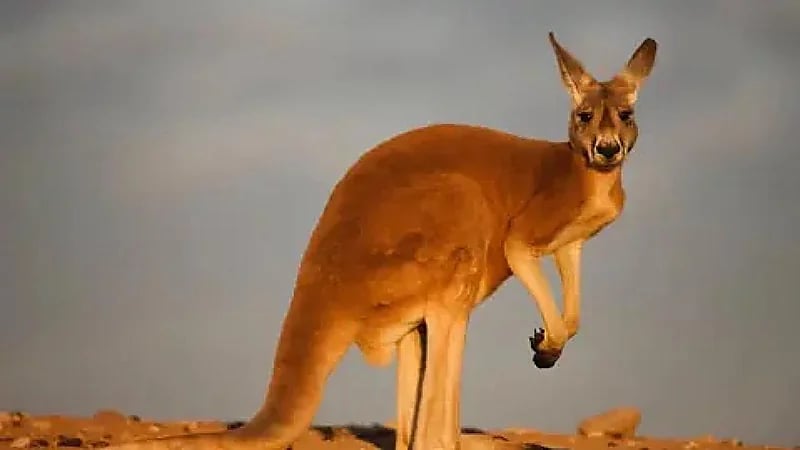 كنغر يهاجم رجلاً ويحاول إغراقه