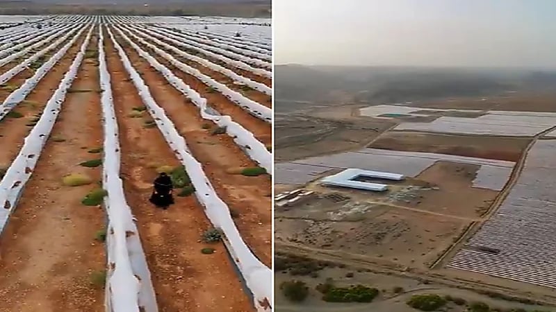 الباحة تحتضن أكبر مدينة بن في الشرق الأوسط .. فيديو