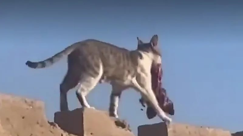 قط يسطو على كبدة من أضحية العيد ويفر بها .. فيديو