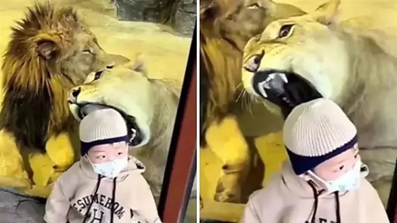 محاولة أسد افتراس طفل أمام أعين والديه
