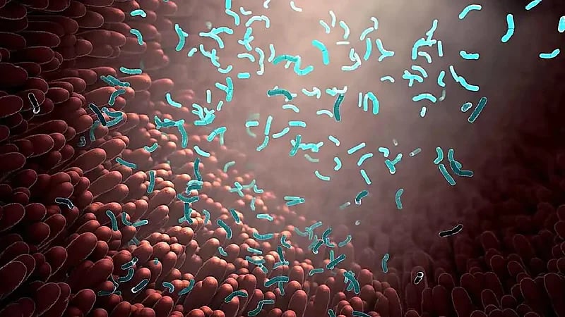 اكتشاف بكتيريا قادرة على امتصاص المواد السامة بالجسم