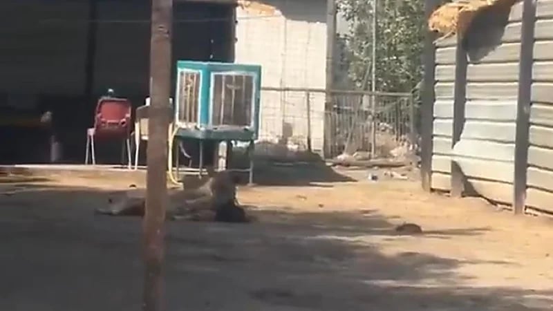 أسد يتجول بحرية في بغداد ويلتهم خروفًا أمام المارة ..فيديو