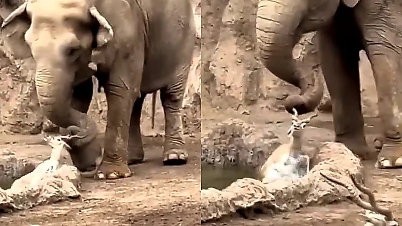 فيل ينقذ غزالة من الغرق في مشهد مؤثر داخل حديقة حيوان بغواتيمالا .. فيديو